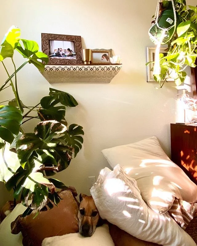 Let&rsquo;s play &ldquo;I Spy&rdquo;... I Spy a 110 pound canine beast in my beautiful bed pillows that should most definitely not be there.