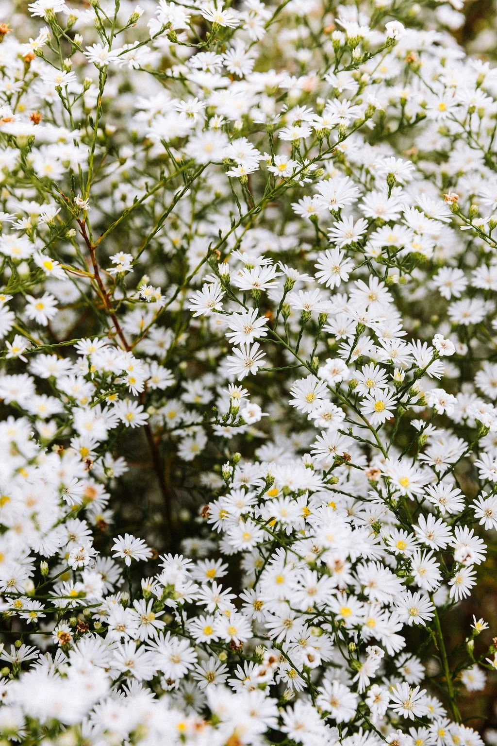 Daisies_highres.jpg
