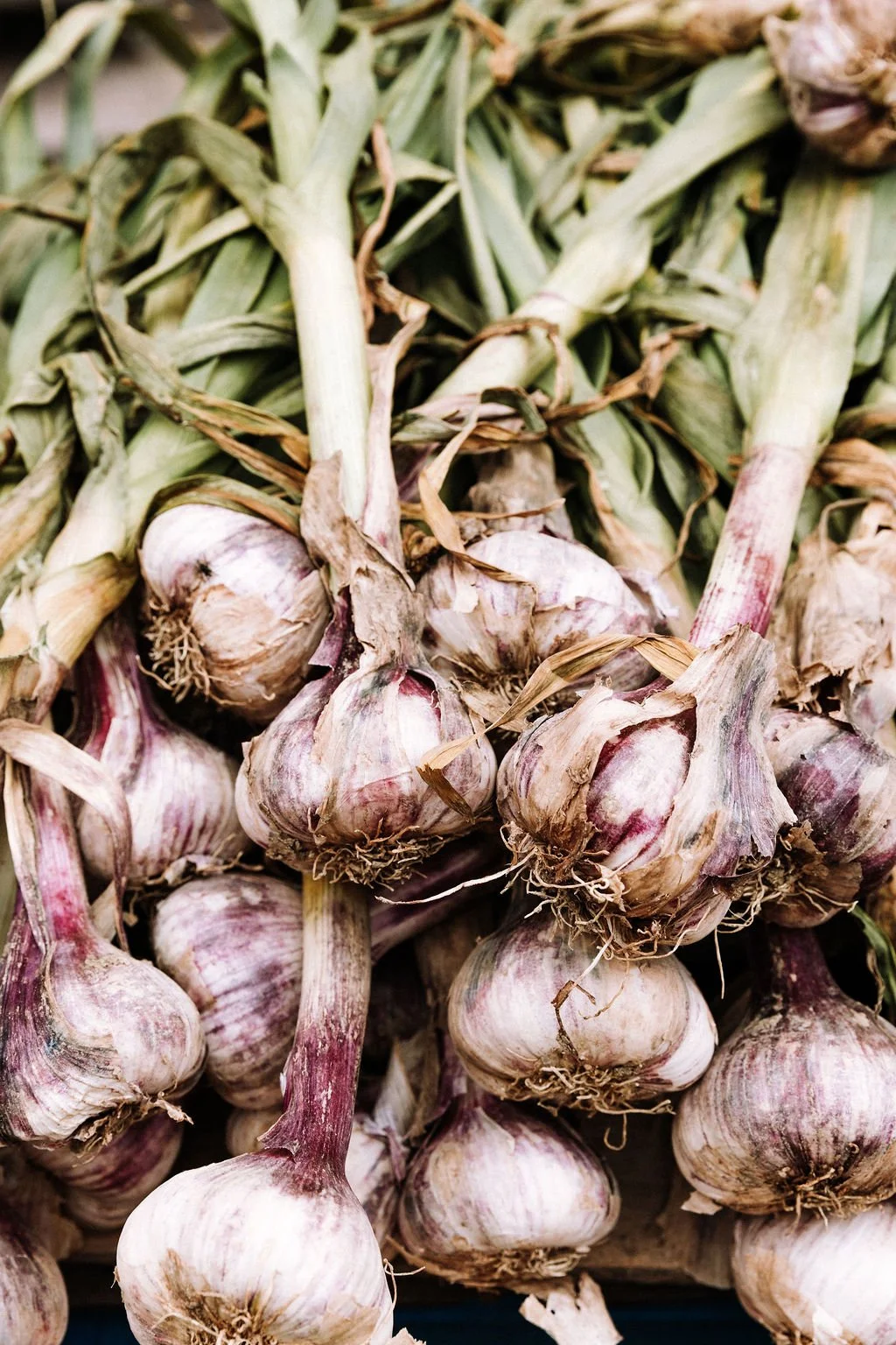garlic_highres.jpg