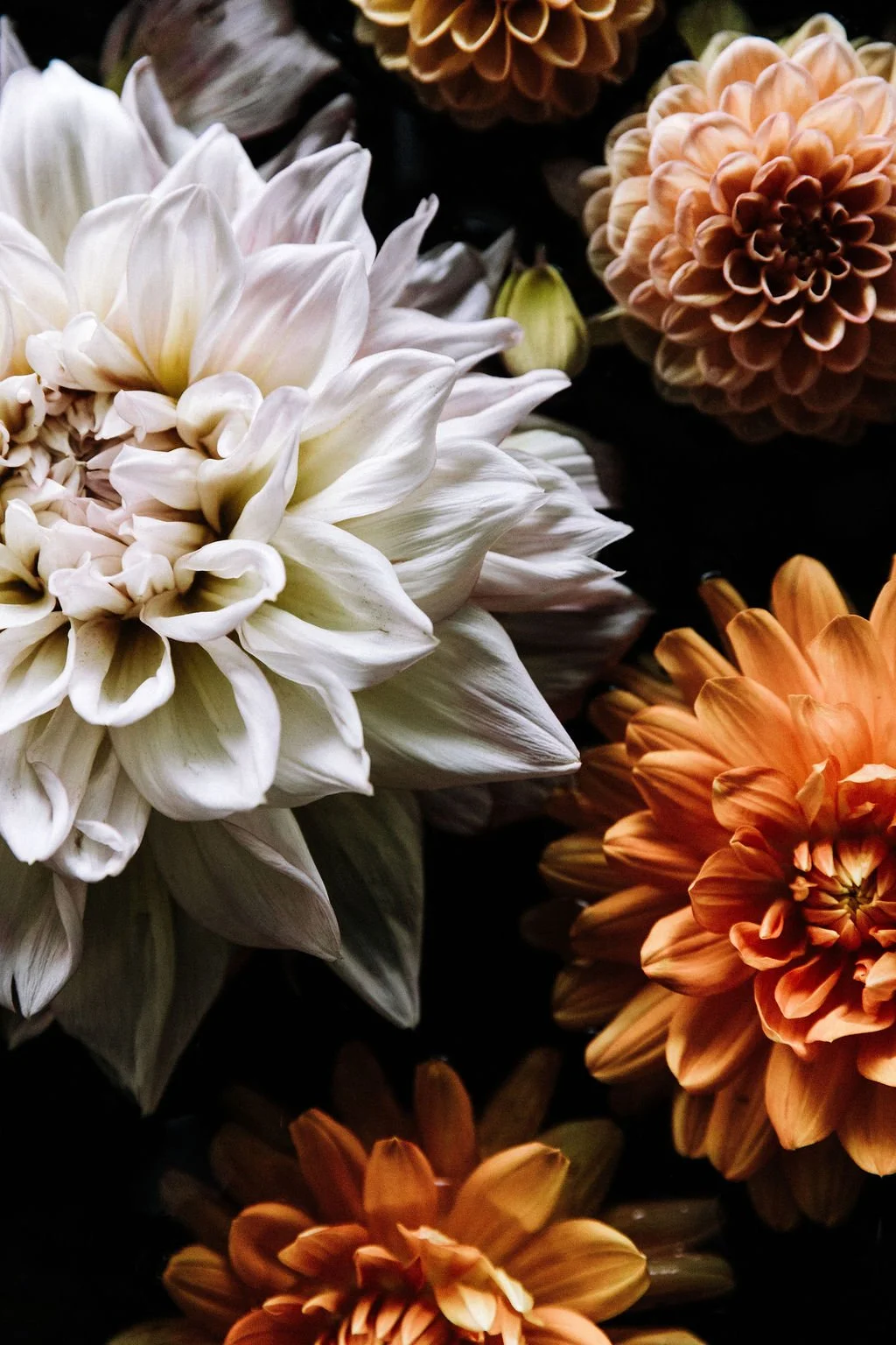 Dahlias_highres.jpg