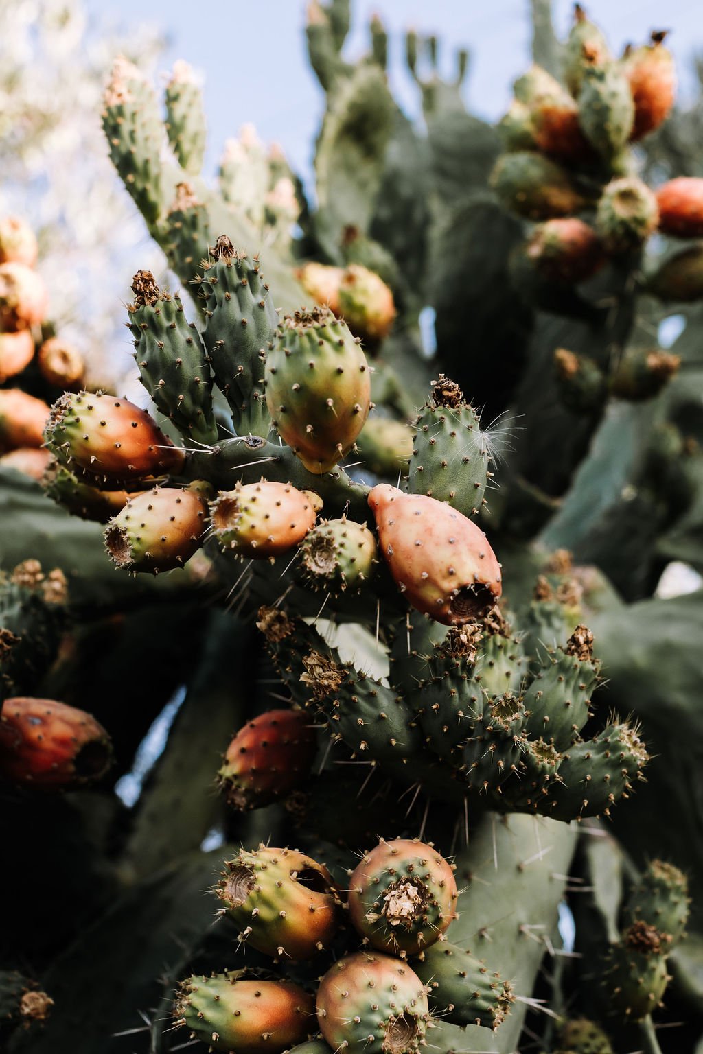 prickleypears_highres.jpg