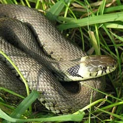 Meadow Watch – HERPTILES