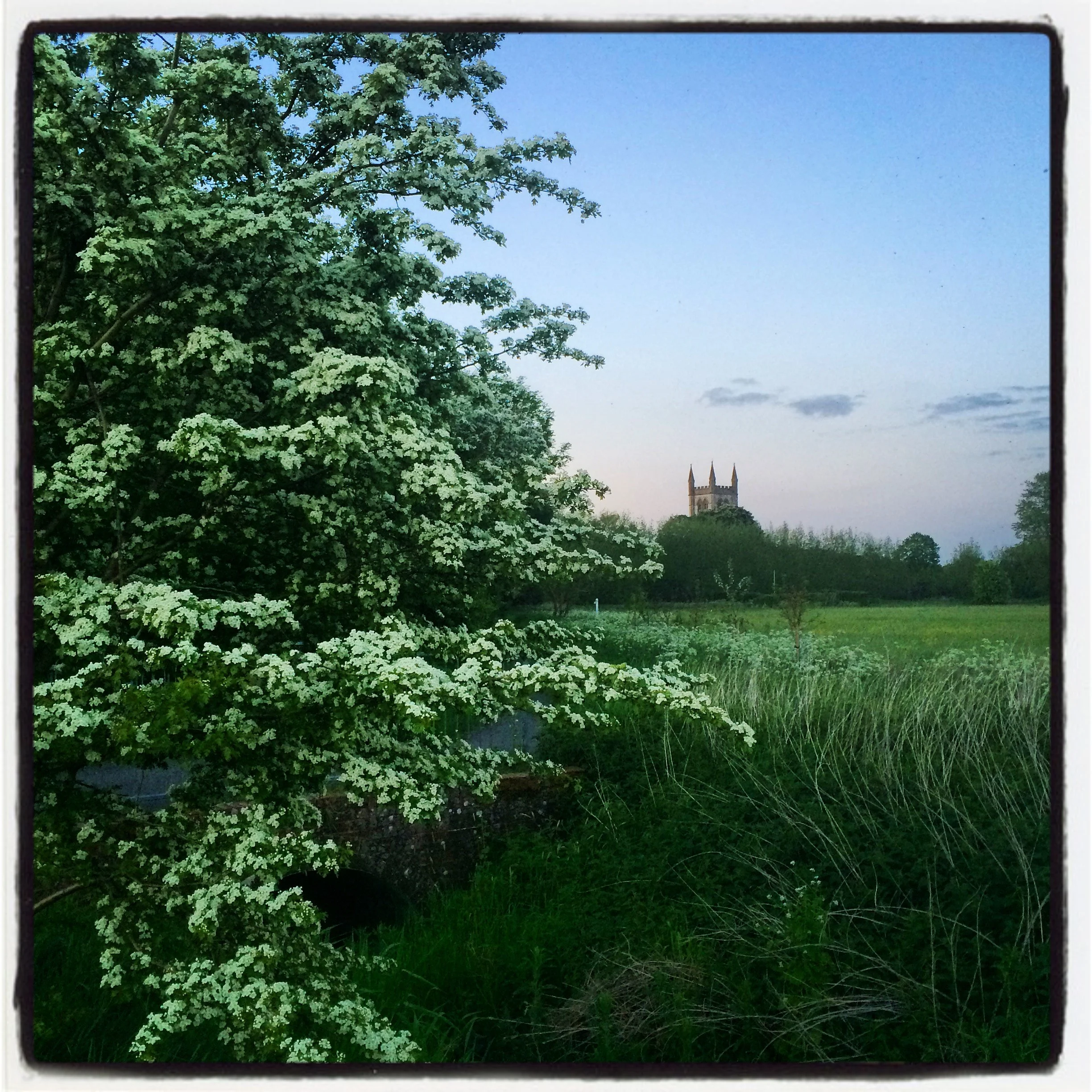 A Site of Nature Conservation Importance (SNCI)