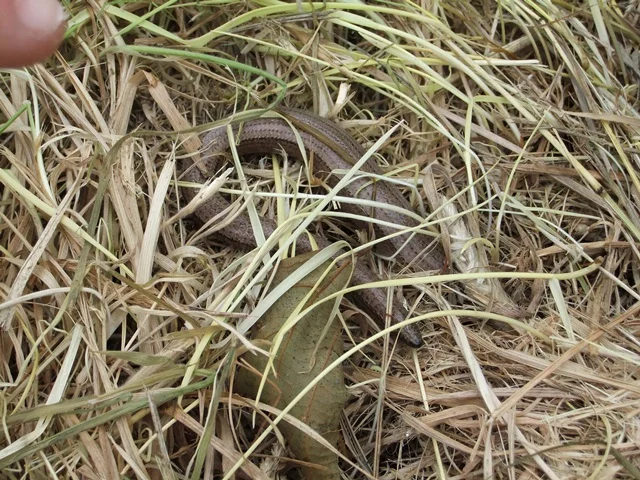 slowworm.jpg
