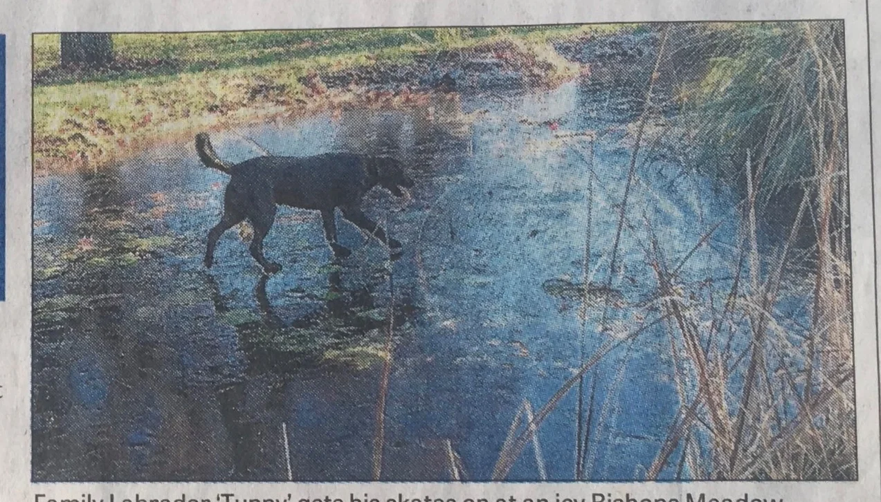 Birdies made welcome at Bishop's Meadow