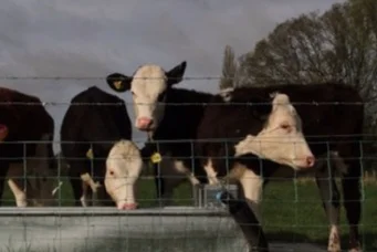 Return of the cows at Bishop's Meadow