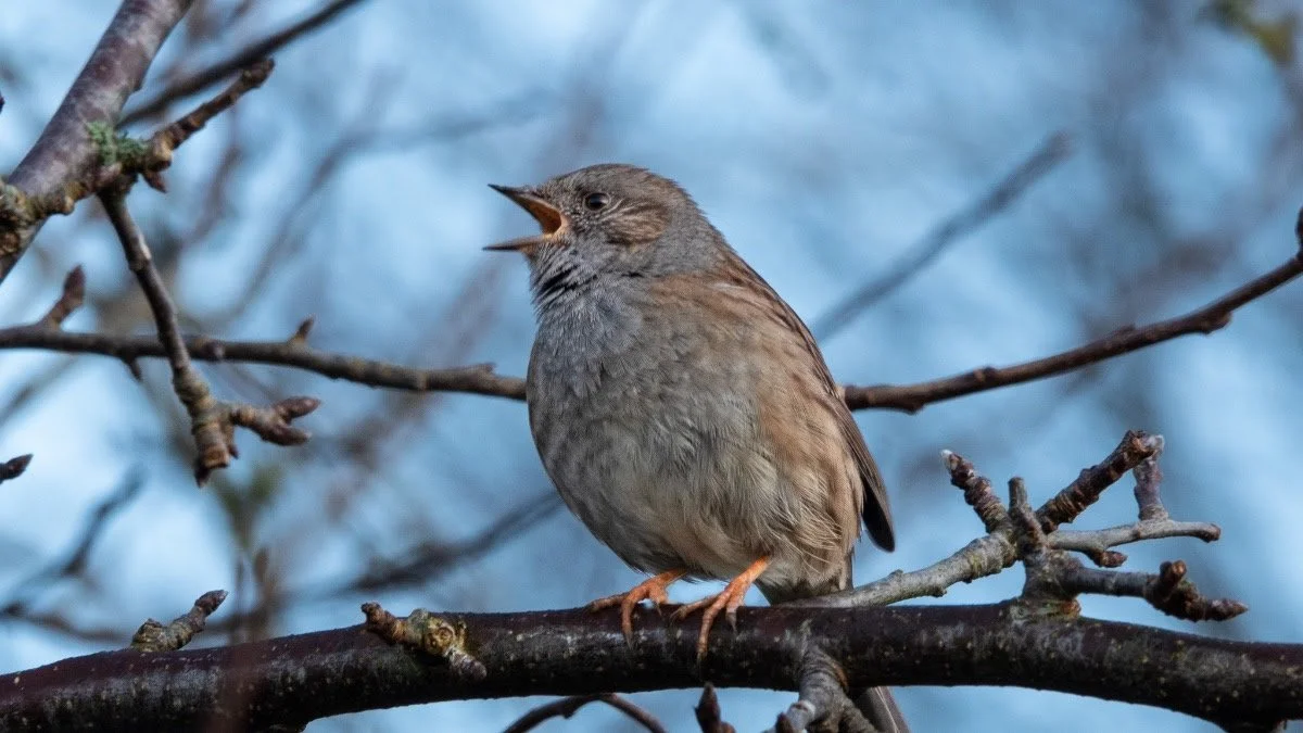 Spring update from the Bishop's Meadows