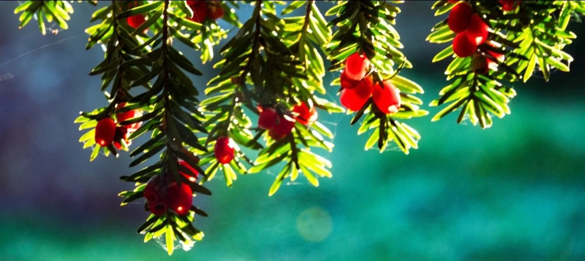 Winter update & Seasons Greetings from the Bishop's Meadows Trust!