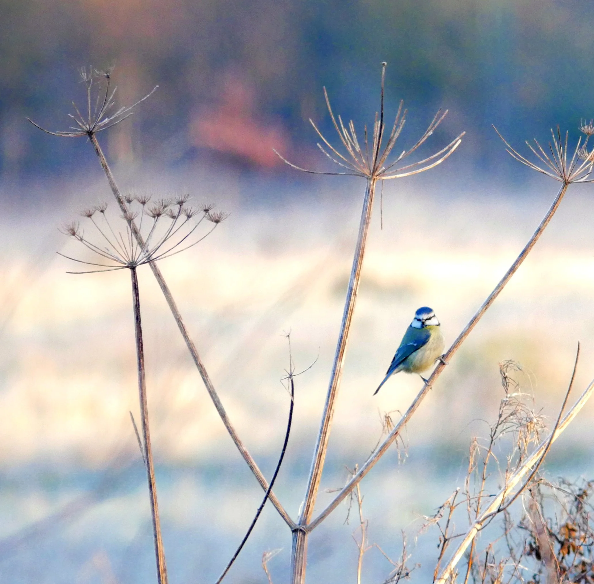 Planning Extension &amp; AGM Date