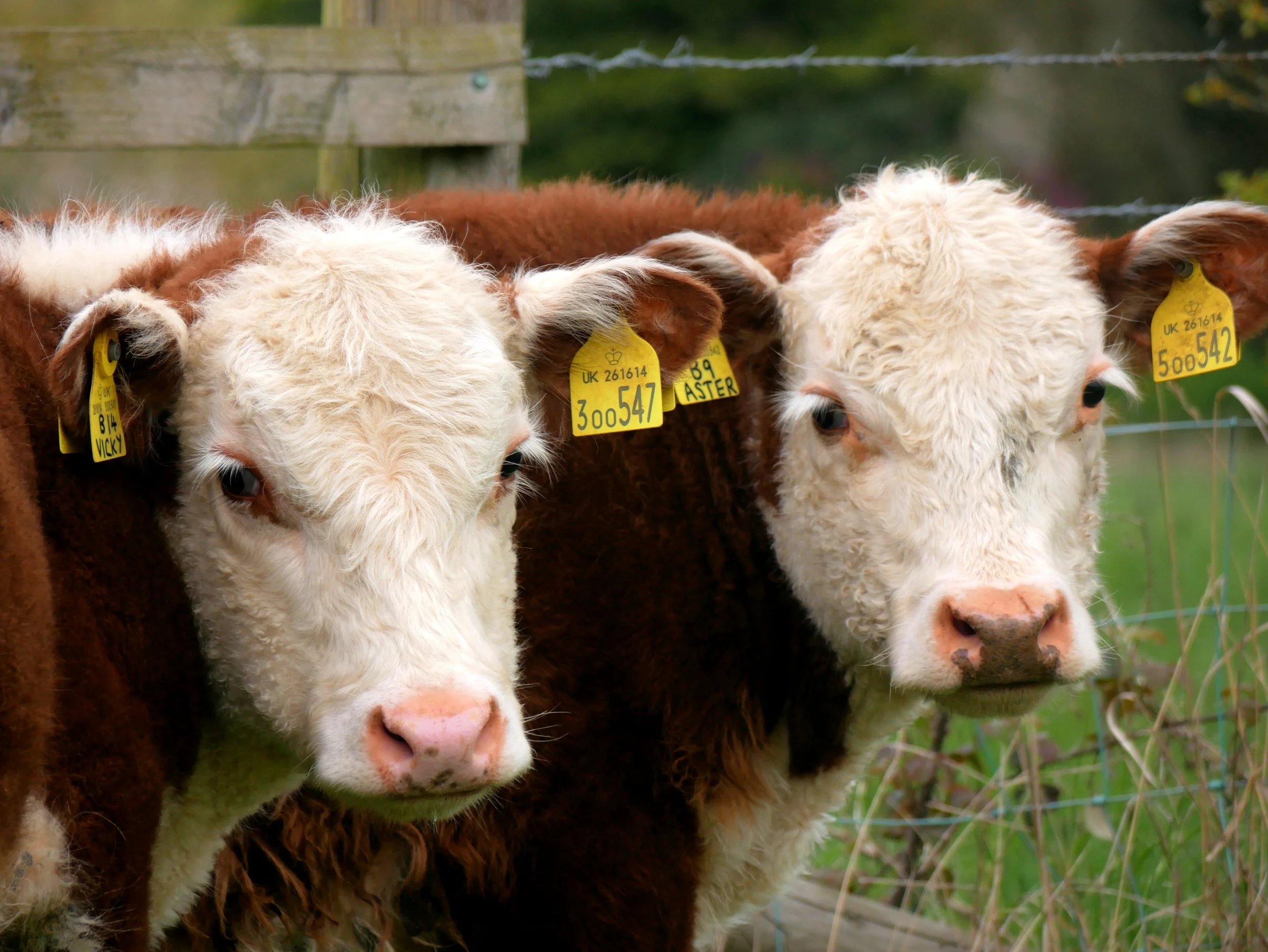 Cows return to the meadows!