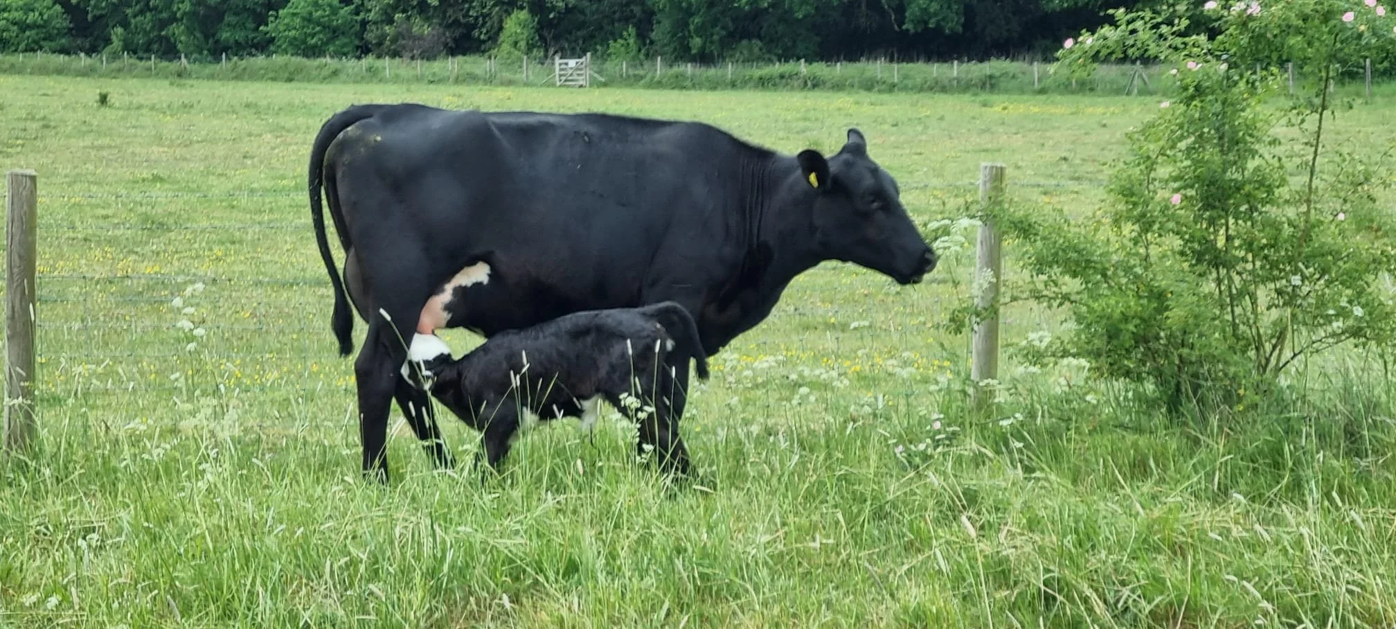 Summer news (&amp; moo's!) - plus AGM Date!