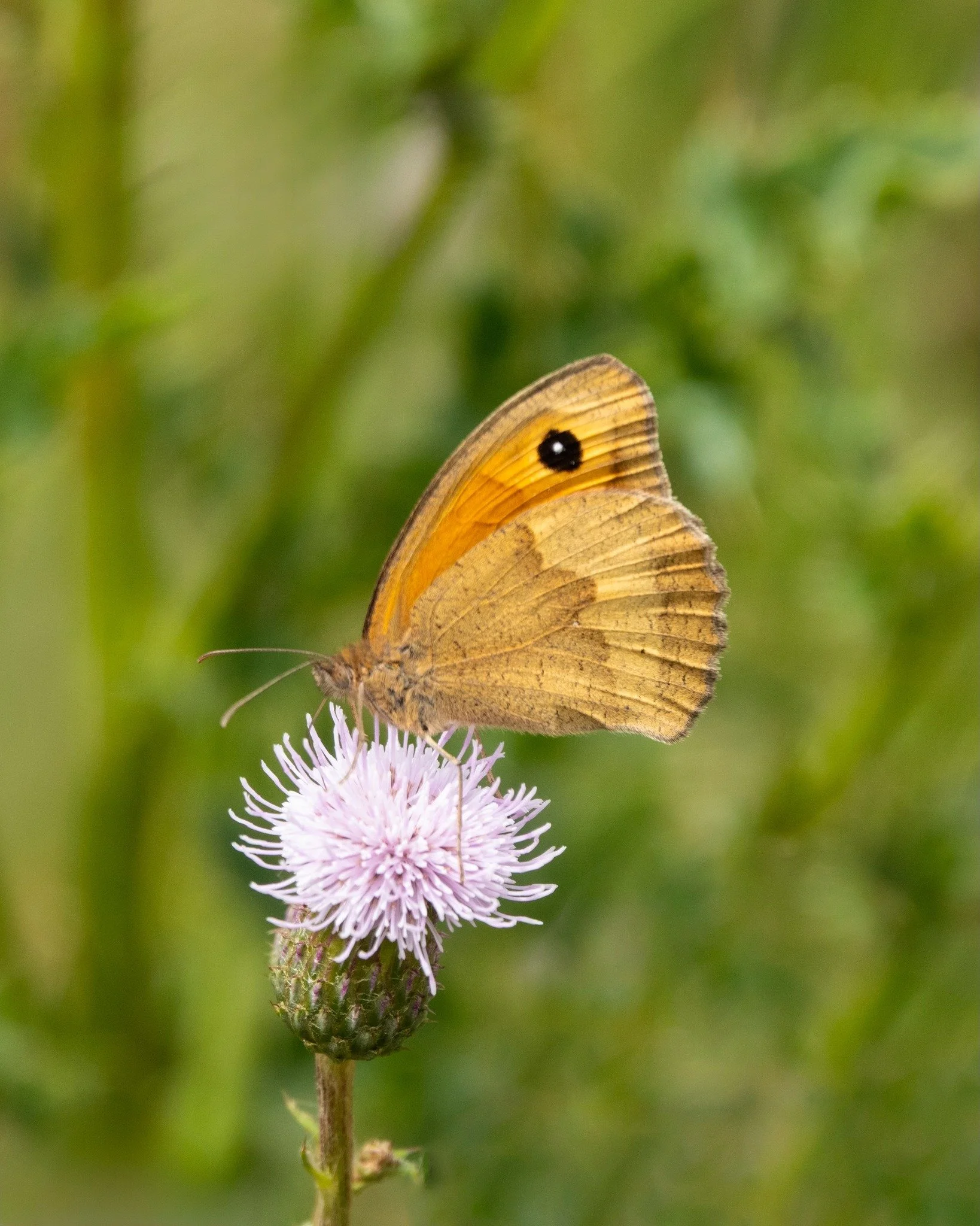 AGM Minutes for Members