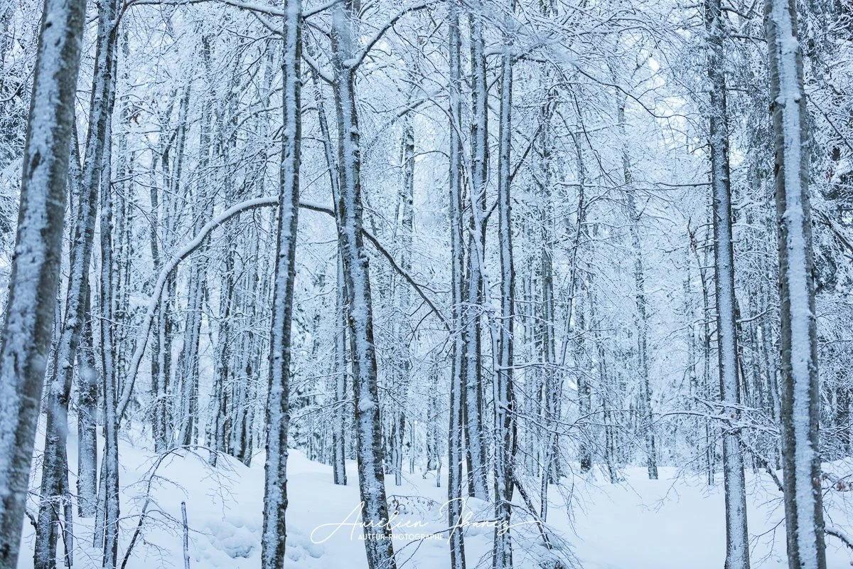 Hiver #06