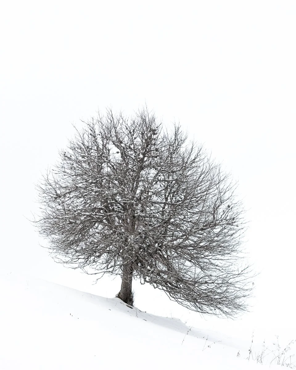 Hiver #11