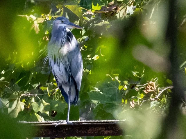 Great Blue Heron 250920 AuburnSP.jpeg