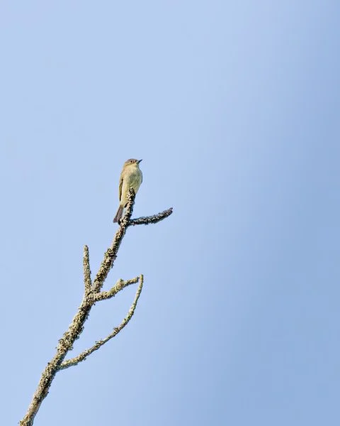 Eastern Phoebe.jpeg