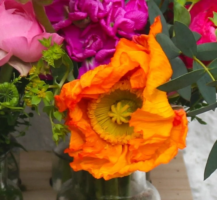 The Icelandic poppy bud gradually unfurls before revealing its full glory.