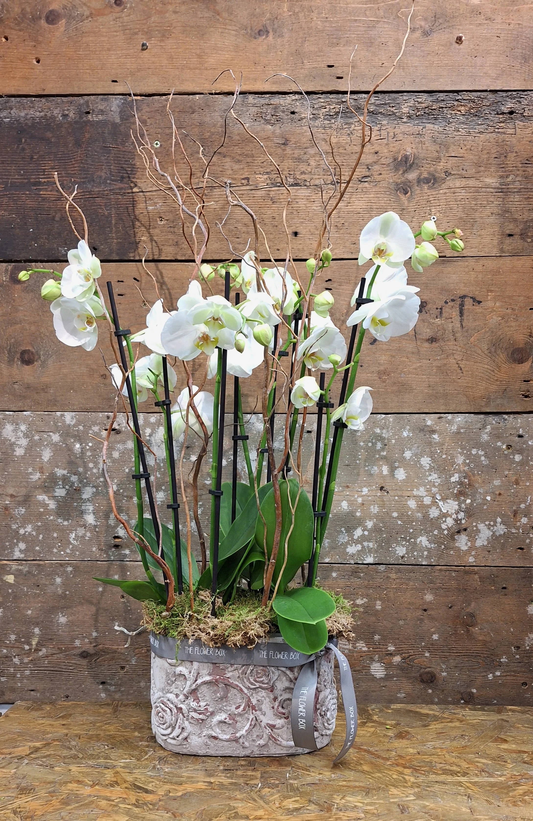" Eglington road"Double orchid pot
