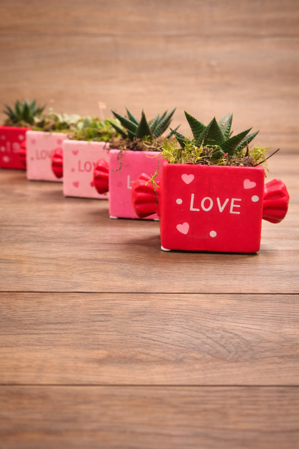 "Scrum" mini succulent plant