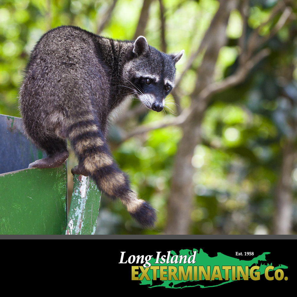 Long Island and NYC Animal Control Wildlife Removal Services — Long Island  Exterminator : Pest Control & Wildlife Removal | NYC