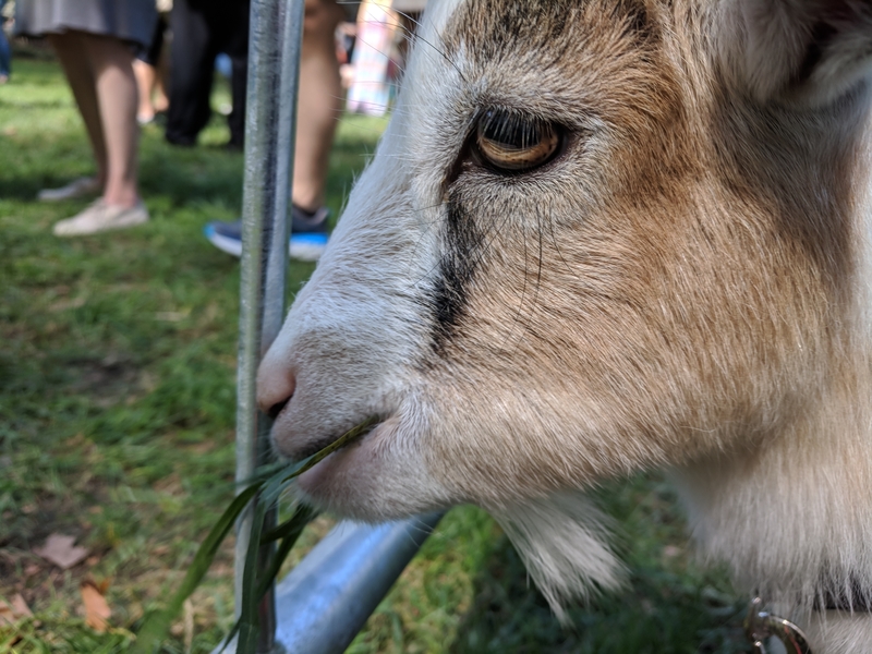 “If you don’t care for goat’s milk cheese, I feel baaaad for you.”