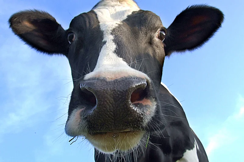 “These days people think that sheep’s and goat’s milk cheeses are sooooo cool. That’s udderly ridiculous.”