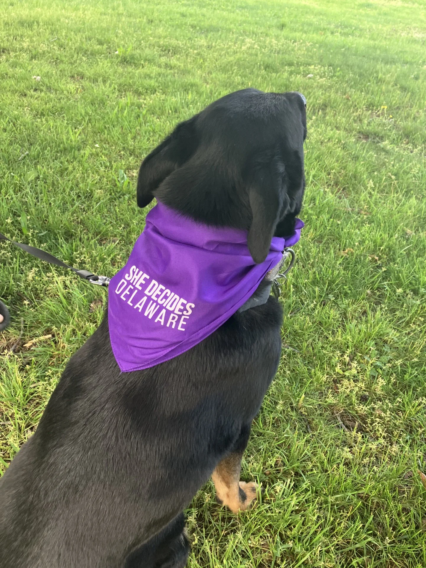 "She Decides Delaware" Dog Bandana – Purple | Planned Parenthood of Delaware