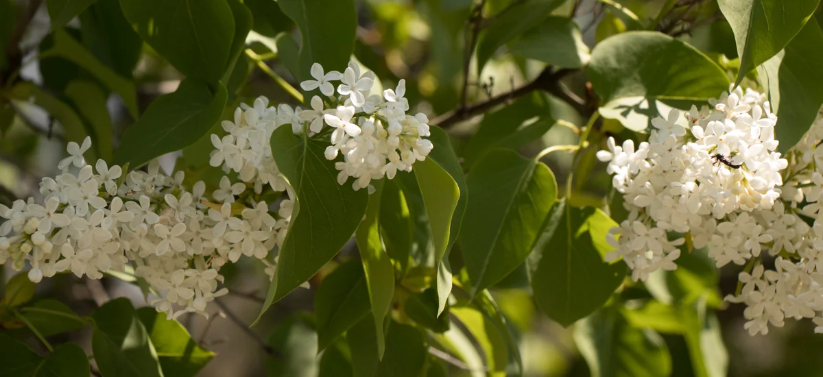 Lilacs.jpg