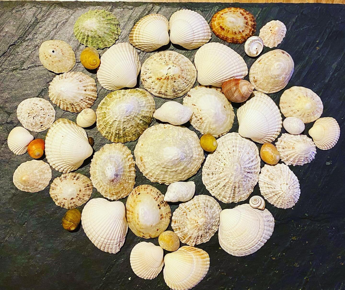 Memories from the beautiful beaches of Clifden Co. Galway&hellip;🦀🦞🦐🦑🐙🌤☀️🌈🦪.
.
.
.
.
#glenabbeycastle #clifden #clifdenireland #galwaybeaches #shells #art #beachesofireland #holidays #familyholidays #shellart #treasures #memories