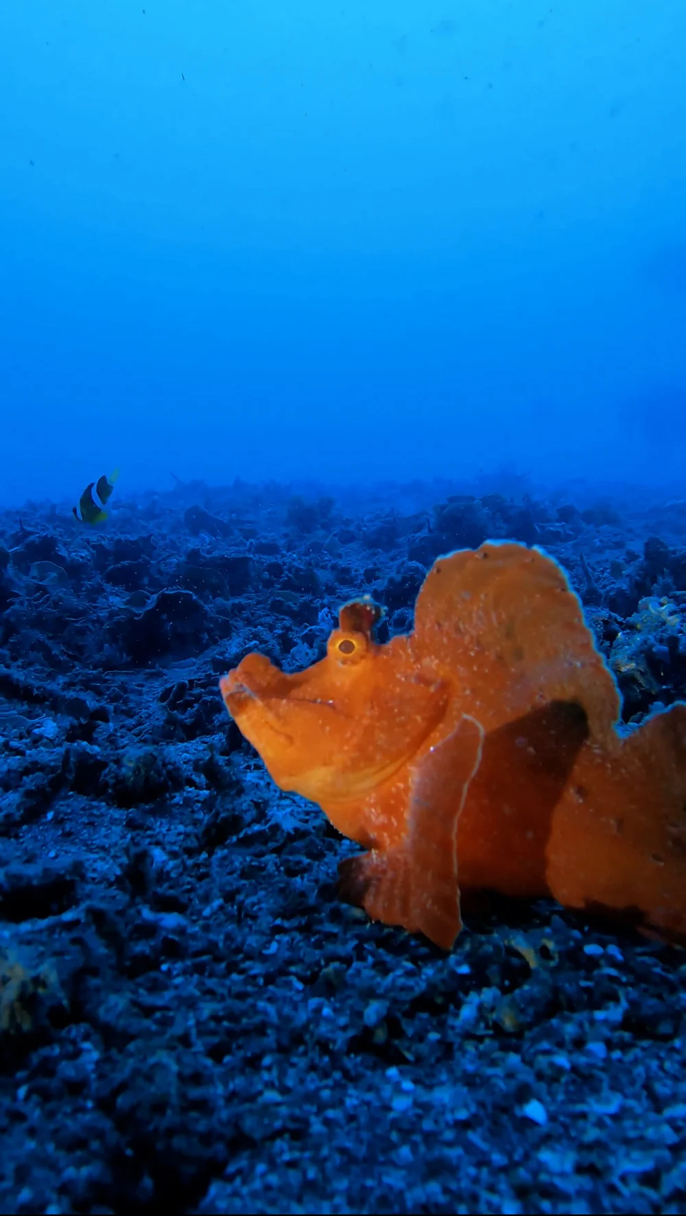 Diver — Blog — CHARLIE ROGERS