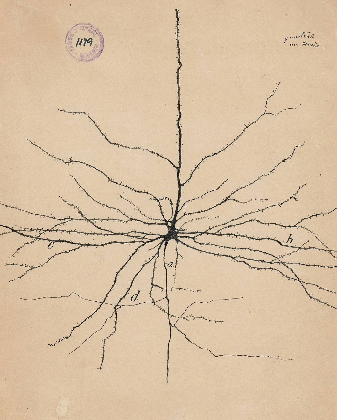 cajal-pyramidal-neuron-superJumbo.jpg