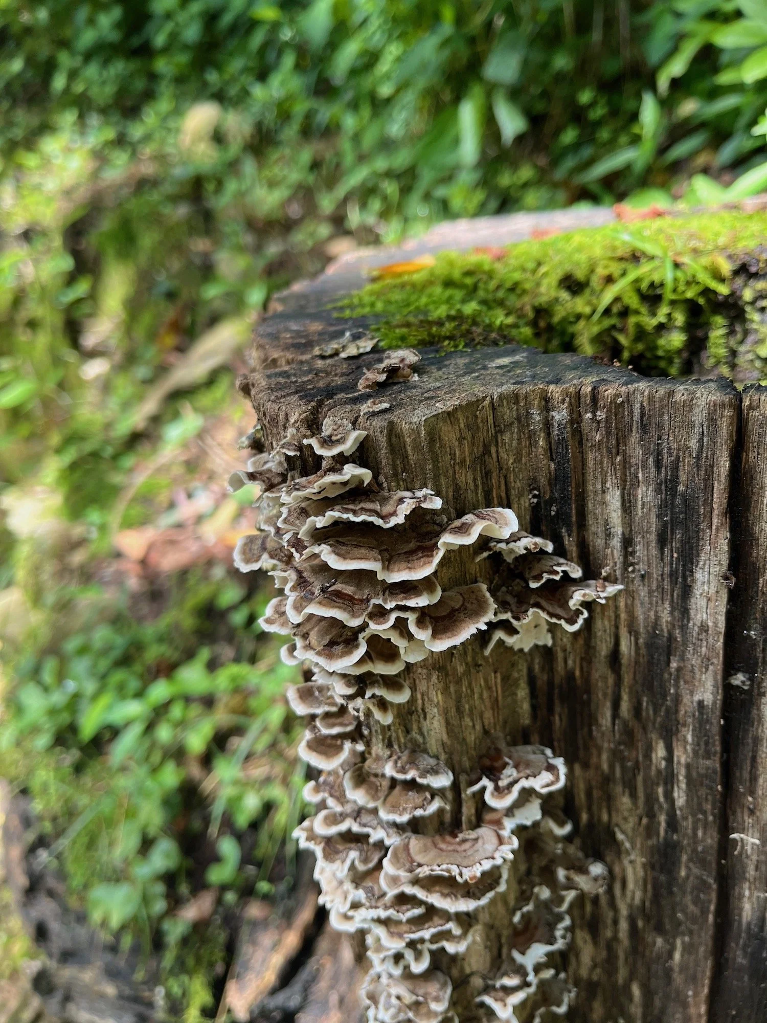 Mushrooms growing on a rotting tree stump in a forest.