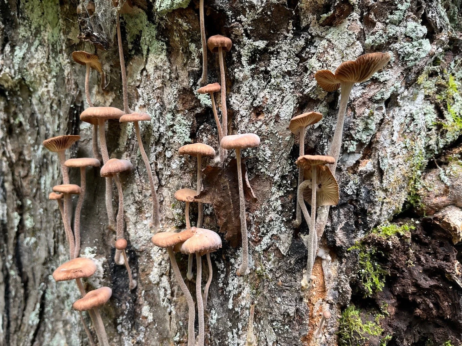 Cluster of small brown mushrooms growing on a tree bark with patches of moss and lichen.