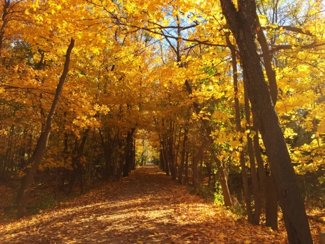 Kira Elliott Quiet Revolution