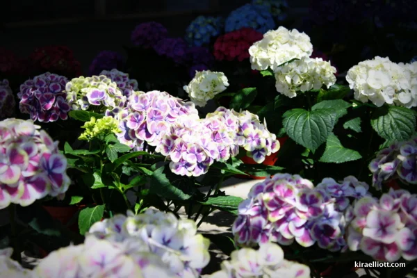 Close-up of colorful hydrangea flowers in various shades of purple, white, and blue growing in a garden.