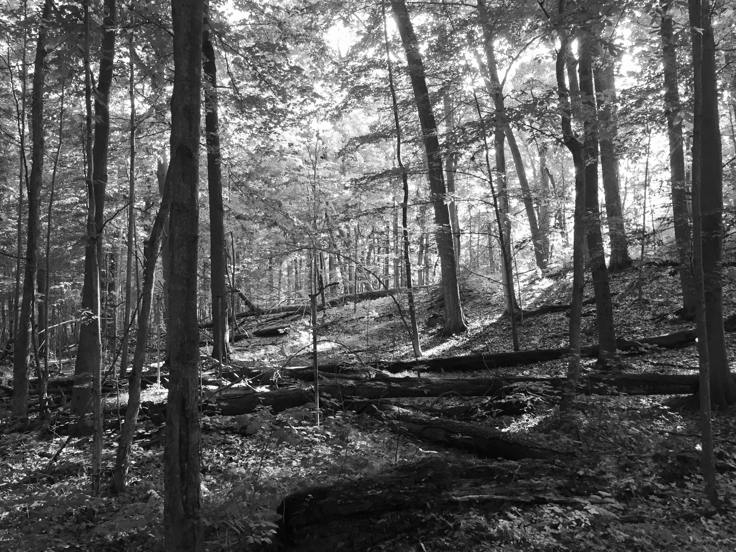 b&w woods trail 3.jpg
