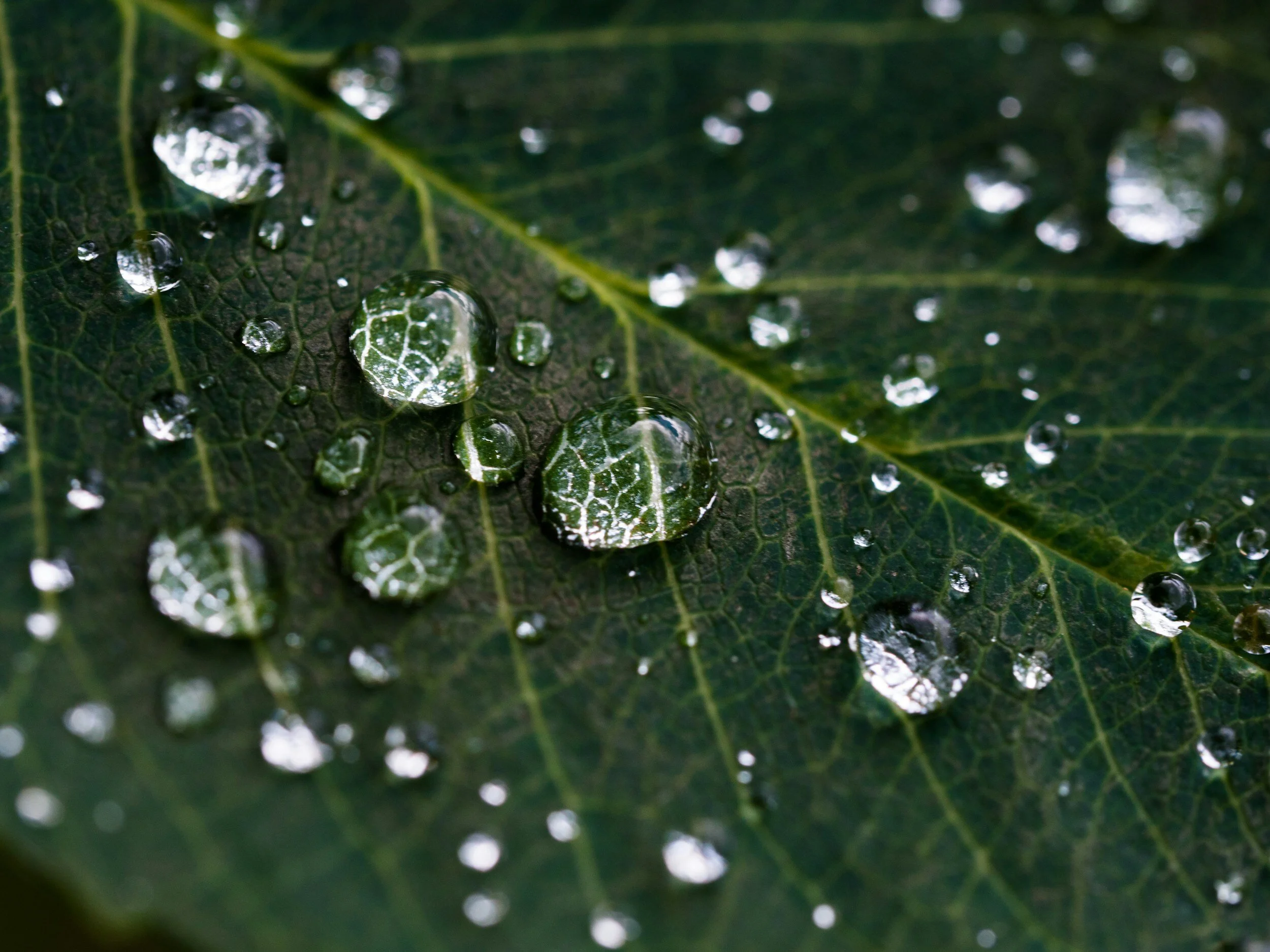Close-up view of a dark green leaf with water droplets on its surface.