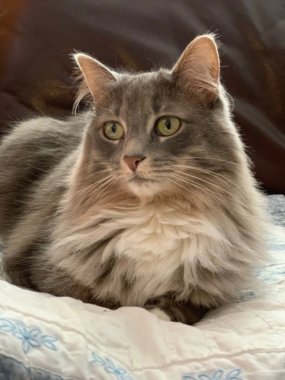A gray and white long-haired cat with green eyes lying on a quilted bedspread.