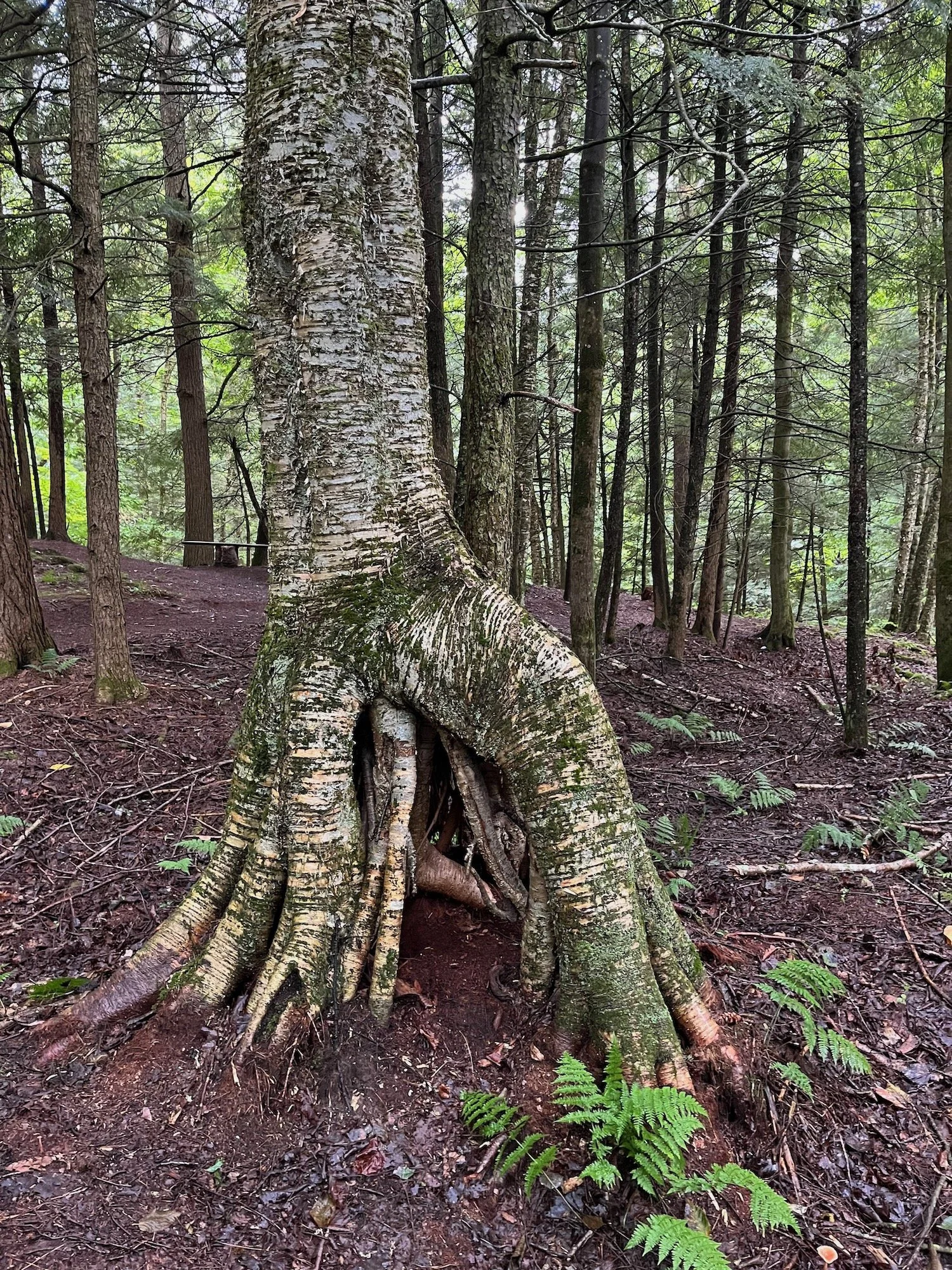 A forest scene with a large tree that has an unusual hollow and roots at its base. The ground is dark and moist, with ferns and other small plants around the tree.