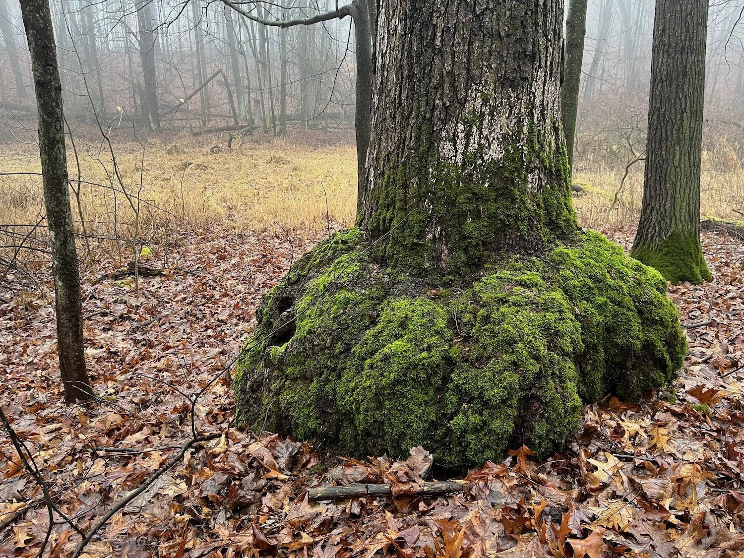 Moss-covered base of a tree in a misty forest with fallen leaves on the ground.