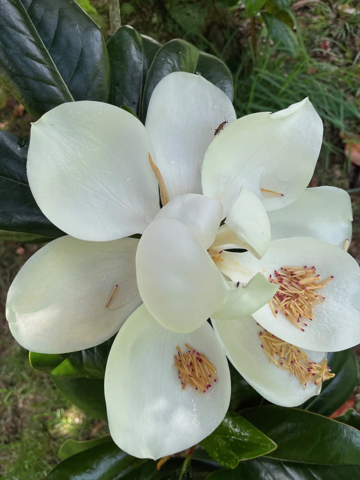 Close-up of a white flower with dark green leaves in the background, with some small insects on the petals.