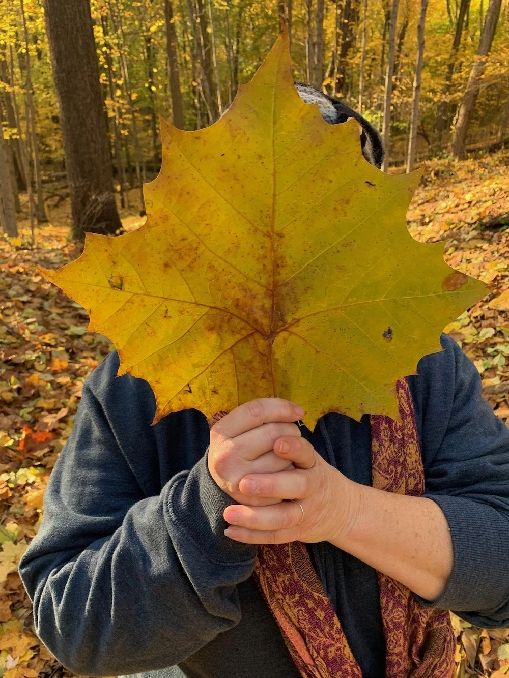 Person holding a large yellow maple leaf in front of their face, standing in a forest with fall foliage.