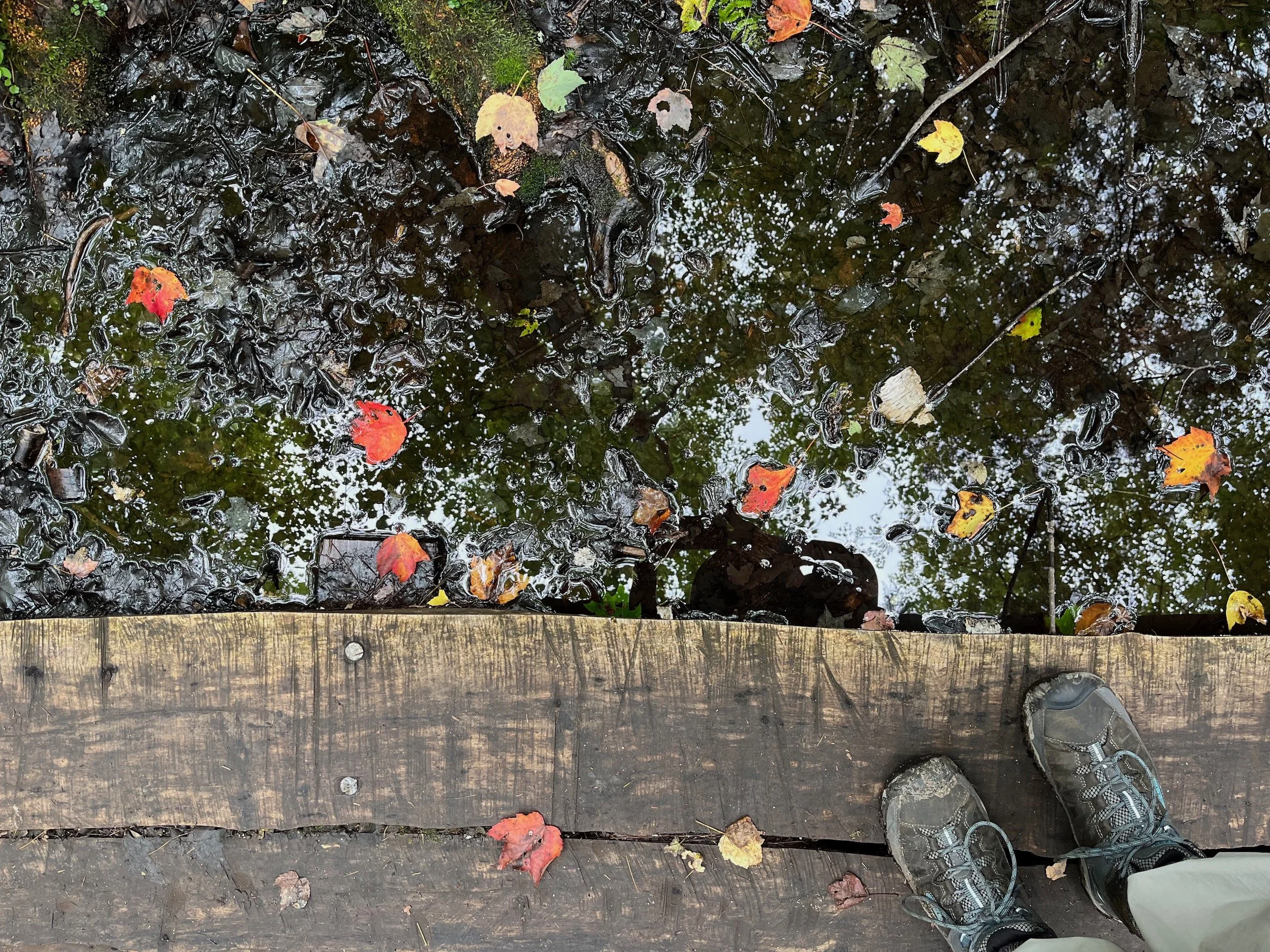 Top-down view of a person standing on a wooden bridge with hiking shoes, looking down at a small puddle on the bridge surface reflecting trees, sky, and fallen leaves in various shades of yellow, orange, and red.