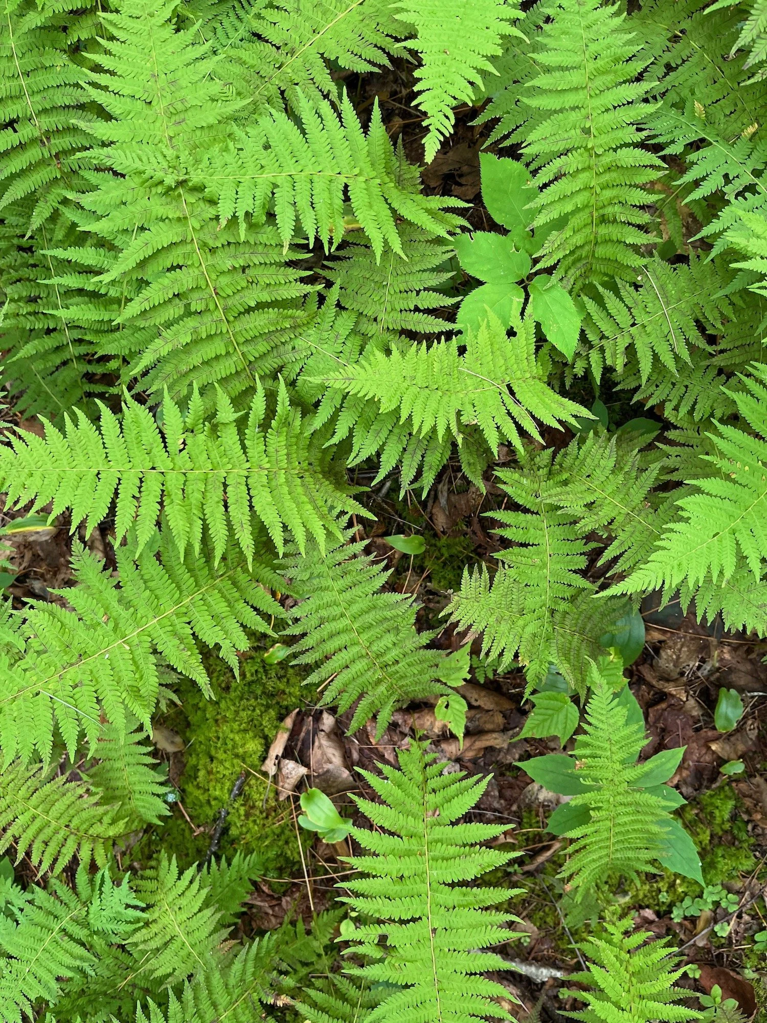 Green fern leaves covering the forest floor with some small green plants and brown fallen leaves.