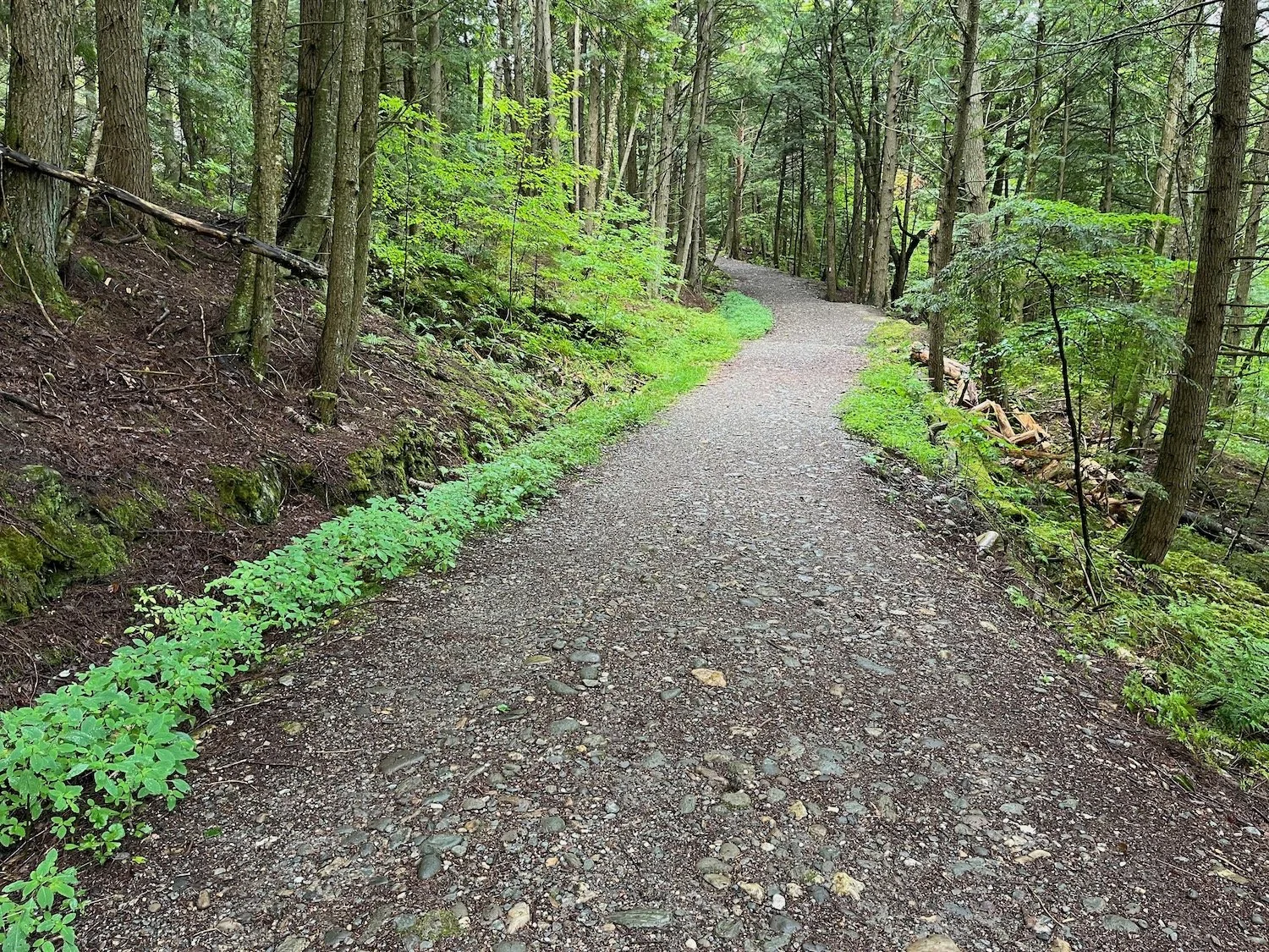 A forest trail with a gravel path surrounded by green trees and foliage.