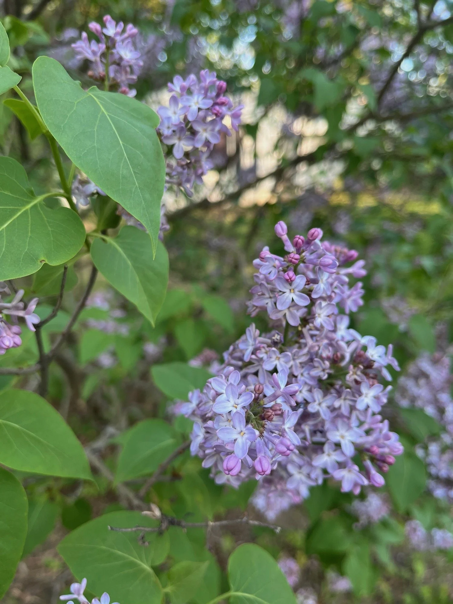 Close-up of purple lilac flowers and green leaves on a bush.