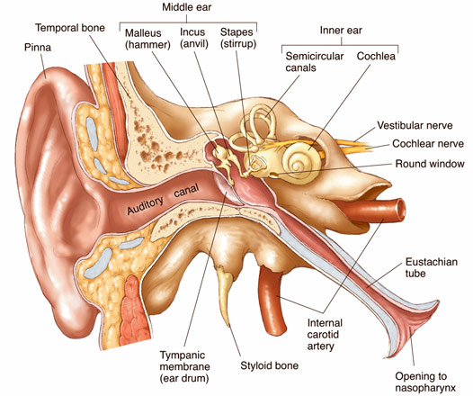 Ear Nose And Throat Association