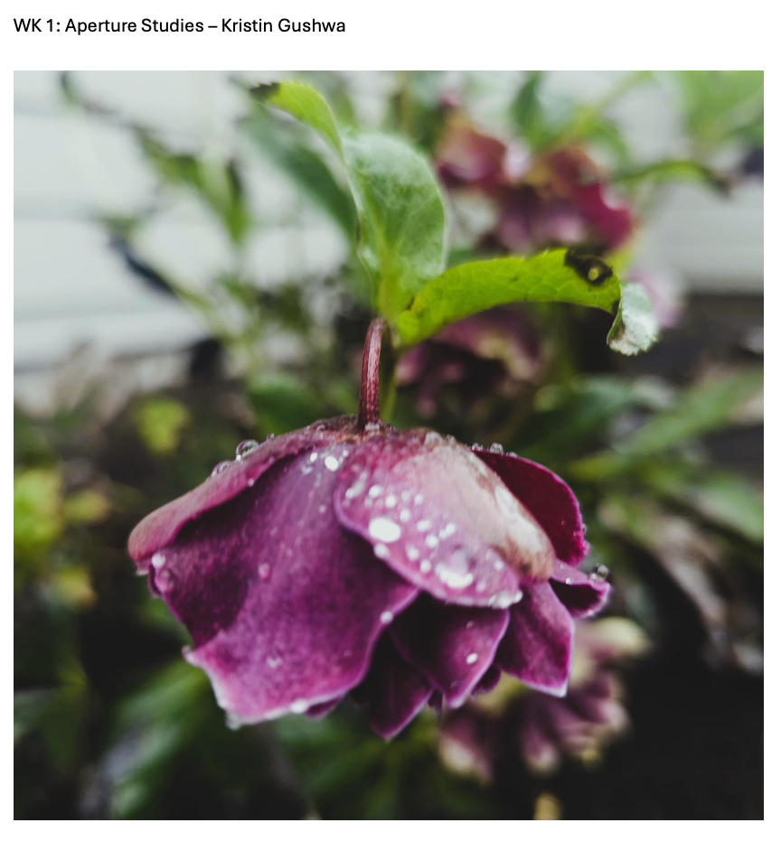 Screenshot 2026-01-13 at 3.04.26 PM.png