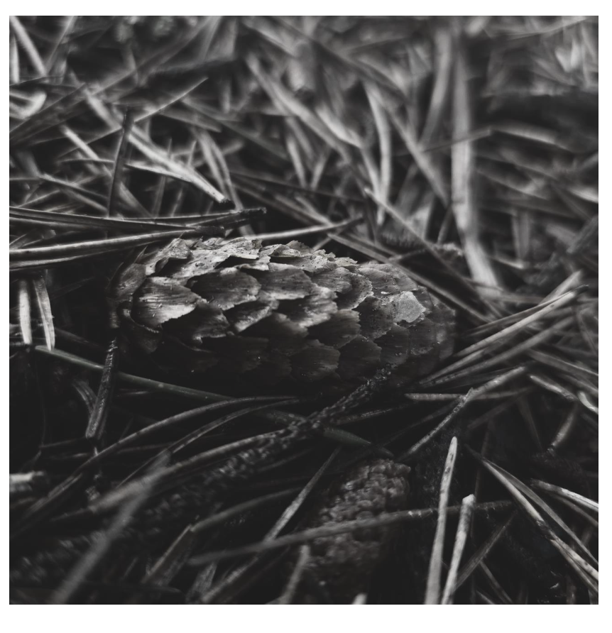 Screenshot 2026-01-13 at 3.03.43 PM.png