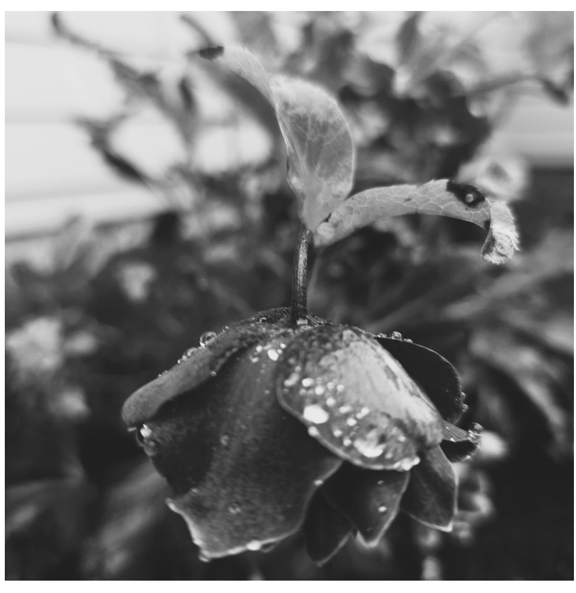 Screenshot 2026-01-13 at 3.04.02 PM.png